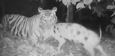 Kifa released a picture of a tiger catching a pig in Wayanad moodakolly