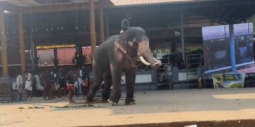 Elephant Turns Violent