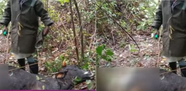 Munnar Wild Animal Attack