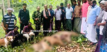 Wild Boar were killed in Koodaranji
