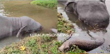 elephant-dead-body-in-chalakudy-river