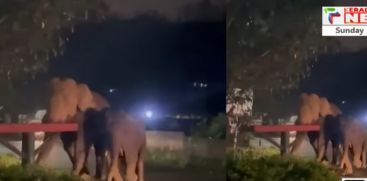 wild elephants landed in Munnar town