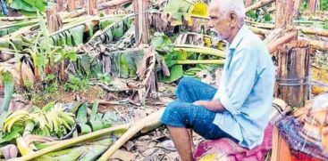 varappetty banana plantation destruction 