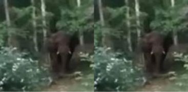 Manga Komban Elephent Attack In Attappadi 