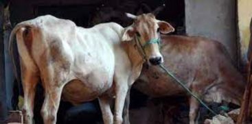 cow will not be declared as national animal says union minister