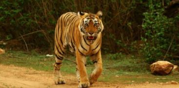 Order to drug the tiger that hunted domestic animals in Pulpalli area