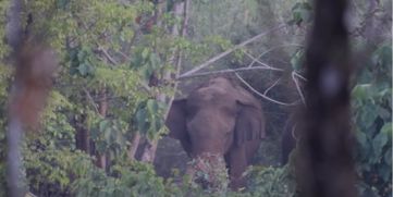 Treatment complete for elephant with head injury