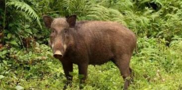 A wild boar that fell into a well was shot dead in Kattappana, Idukki