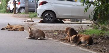 Kochi Stray Dog Issue