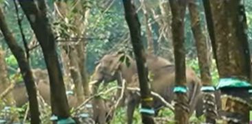 group of wild elephants