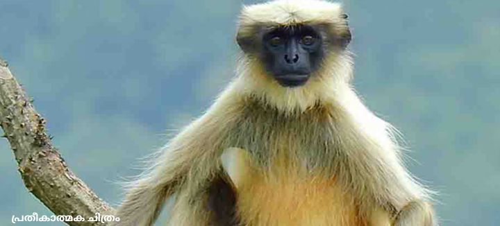 Hanuman Monkey | Trivandrum Zoo