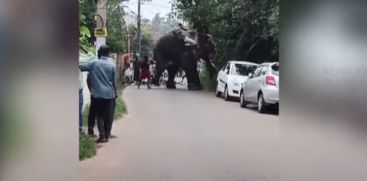 Vallarpadam Panambukkad temple elephant