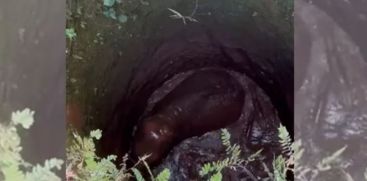 Efforts are on to save the baby wildeelephant that fell into the well