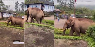 munnar padayappa elephant attack