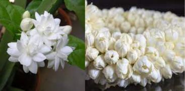 Penalty for Jasmine Flower traders who measured by the hand 