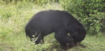 A bear landed in Nilambur