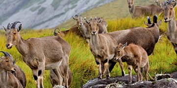 Eravikulam National Park 