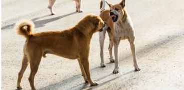 Attacks by street dogs in Thrissur Chavakkad are severe