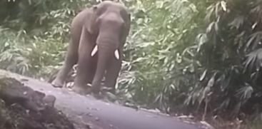 Blocking the path of Kattukomban Kabali on the Chalakudy-Malakappara interstate highway