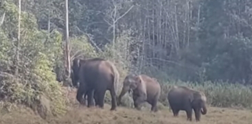 Wild Elephant Herd in School