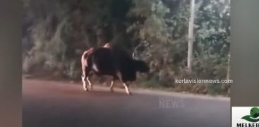 Movement of wild buffalo poses a threat in Munnar town