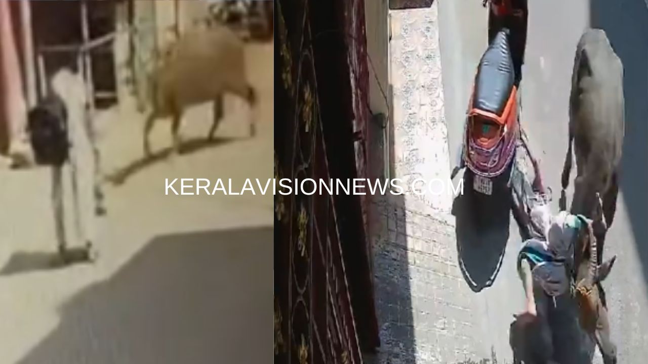 woman-walking-on-the-road-in-tiruvottiyur-was-hit-by-a-buffalo-and-dragged-by-its-horn