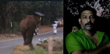 Wild elephant create  terror atmosphere  in Athirappily