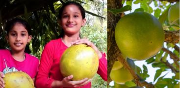 Kamandalu Tree Came To Fruition In kottayam 