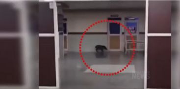 A wild boar entered the Konni Medical College emergency department