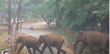 
A herd of wildelephants has been continuously camping in the residential area of ​​Palappilly, Thrissur