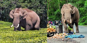 Wild Elephant  Padayappa Attacks again in Moonnar