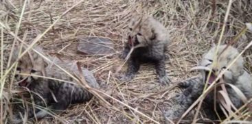 3-cubs-born-to-namibian-cheetah-in-kuno-national-park