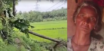 HOUSEWIFE DIES DUE TO FALLING COCONUT TREE