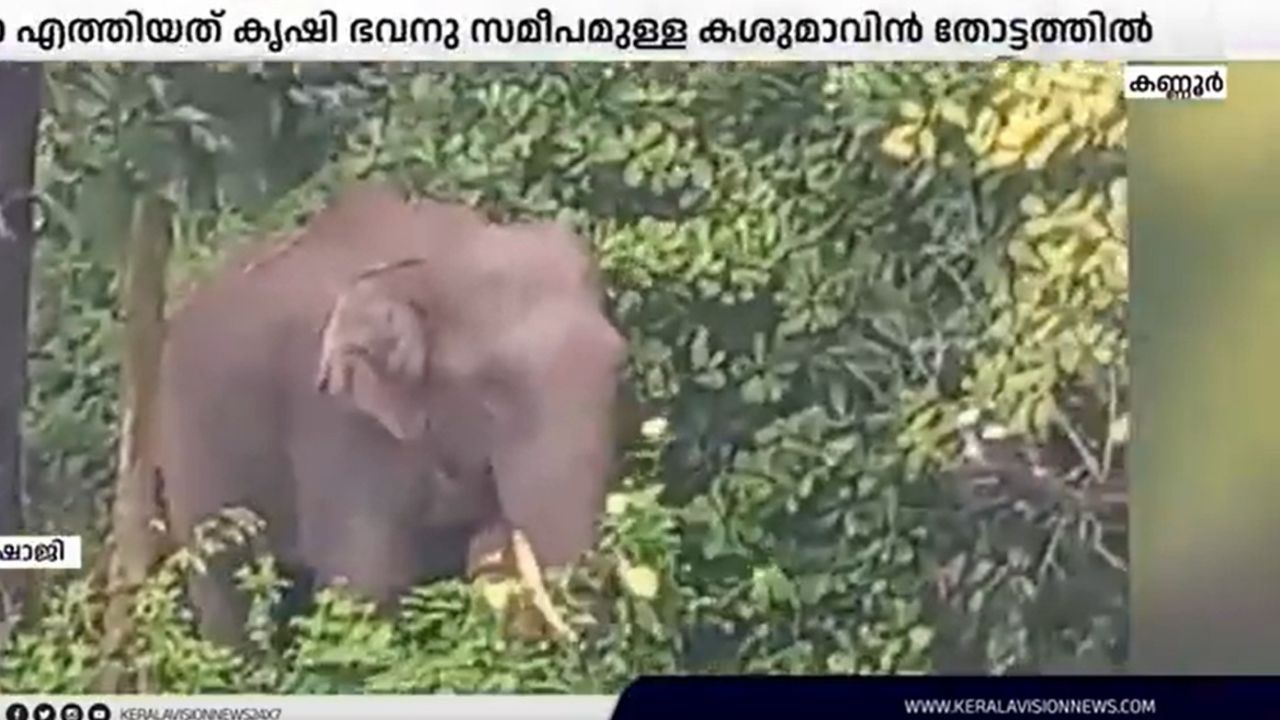 ULIKKAL ELEPHANT