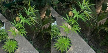 The man who planted cannabis plants on the terrace of the house was arrested