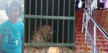 leopard caught in Tirupati