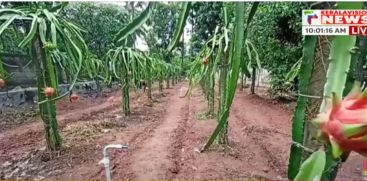 Victor Pappachan, a native of Kollam, cultivated dragon fruit in the country and harvested hundreds of them