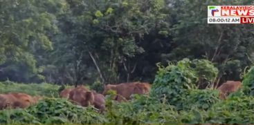 Local residents are worried after about 30 wild elephants have camped in Palapilli Karikulam