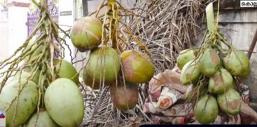 coconut water is a relief when the state is scorching in extreme heat