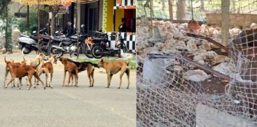 Stray dogs roaming in Thrissur Koratti