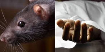 Rat Fever Death at Thiruvananthapuram