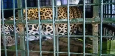 Tiger trapped in chicken coop in Wayanad