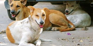 In Kattappana city, the street dog nuisance is intensifying, including in the school premises