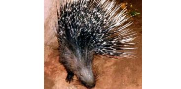 A porcupine weighing around 20 kg was caught from Thrissur