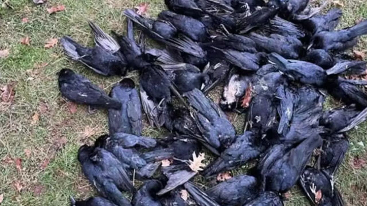 bird-flu-confirmed-in-crows-in-cherthala Muhamma 