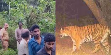 The forest department intensified the search for the tiger