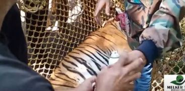 The death of a tiger caught in a trap in Kannur; The forest department said that the trap was set deliberately