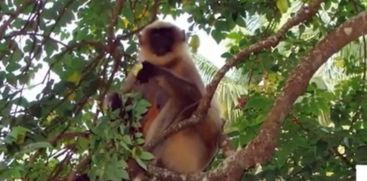 escaped hanuman monkey found