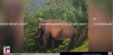 Kattukomban Padayappa ; Crops in Devikulam Lockhart Estate were destroyed