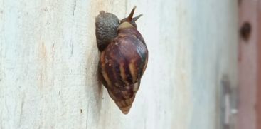 A village haunted by the African snail